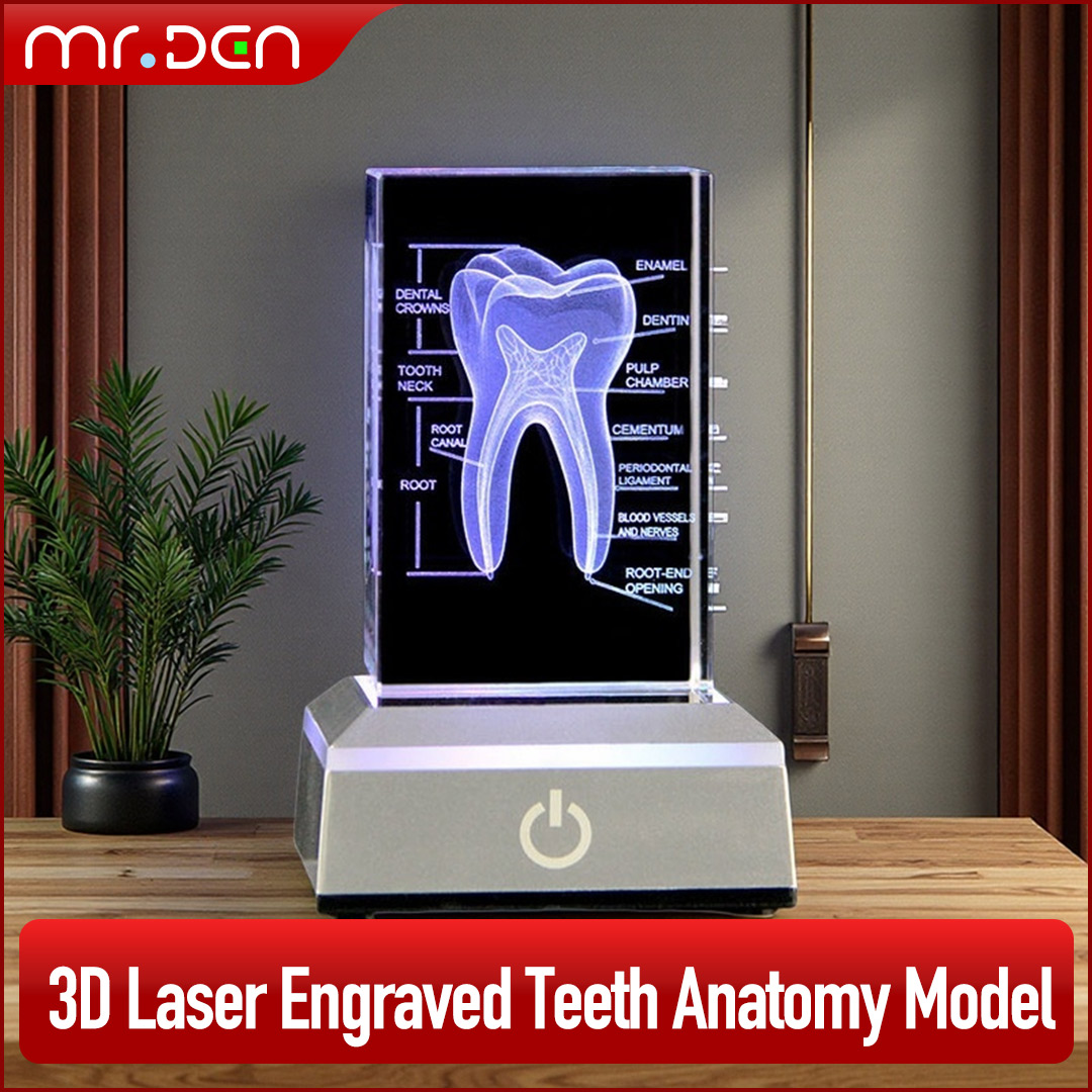 Paper Weight Crystal - Dental 3D Laser Engraved Human Skeletal