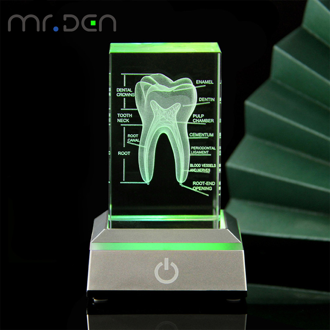 Dental 3D Laser Engraved Human - Paper Weight Crystal ulasan dan harga