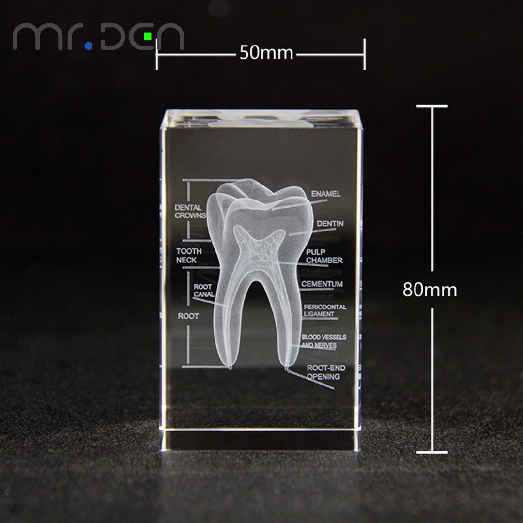 Dental 3D Laser Engraved Human - Paper Weight Crystal ulasan dan harga