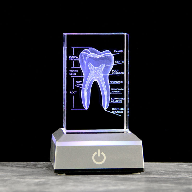 Dental 3D Laser Engraved Human - Paper Weight Crystal ulasan dan harga
